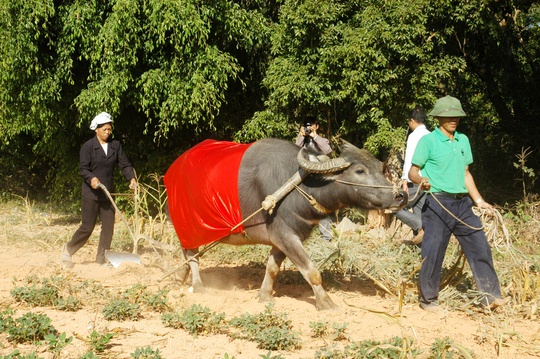 
Dắt trâu xuống đồng trong lễ hội Lồng Tồng của cộng đồng các dân tộc Tày, Nùng.
