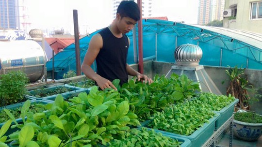 Chỉ cần đầu tư từ 1-2 triệu đồng các gia đình ở Hà Nội đã có một vườn rau sạch ẢNH: Q.ANH