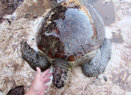 Giải cứu rùa biển quý hiếm suýt bị làm mồi nhậu