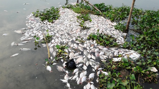 Hàng chục tấn cá chết đã bị người dân vứt ra sông Cái Vừng.
