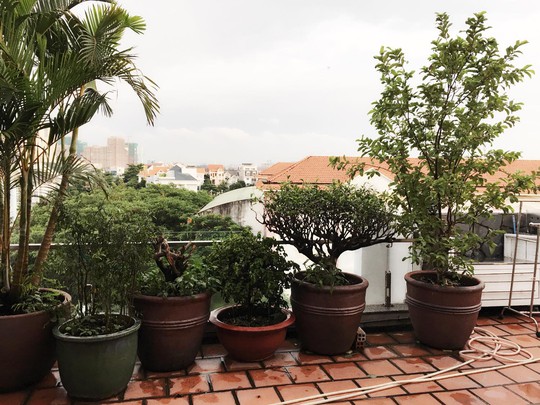 Vườn rau trên sân thượng xanh mướt của siêu mẫu Vũ Thu Phương