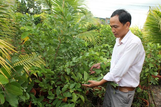 
Anh Nguyễn Chí Cường, bên vườn ổi trồng trong chậu đang ra trái chuẩn bị phục vụ cho khách tham quan. Ảnh: Zen Nguyễn.
