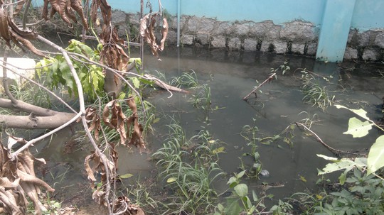 
Nước thải ra môi trường của Công ty Việt Thái đen ngòm, bốc mùi hôi thối nồng nặc (Ảnh: Nam Phong)
