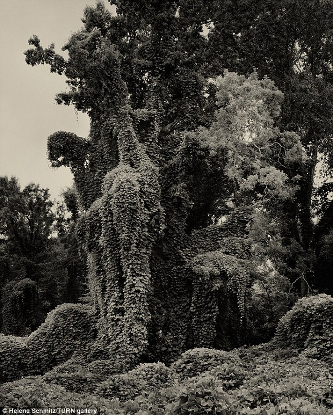 
Sự bành trướng của cây nho Kudzu trong ảnh của nhiếp ảnh gia Helene Schmitz
