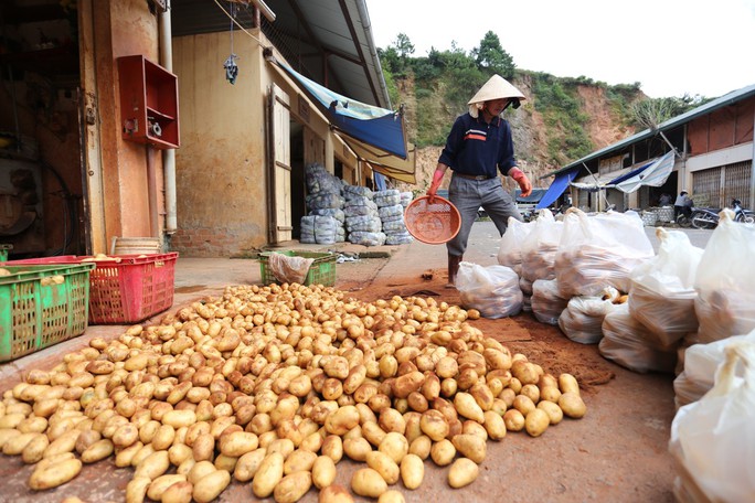 Khoai tây Trung Quốc lại tiếp tục được vào chợ nông sản Đà Lạt.