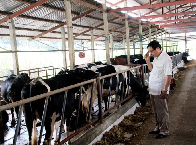 Mô hình nuôi bò sữa của ông Nguyễn Thanh Bình (xã An Nhơn Tây, huyện Củ Chi) phát triển mạnh nhờ xây dựng nông thôn mới