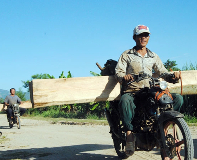 Các đối tượng phá rừng ở huyện Ninh Sơn thường xuyên dùng xe máy vận chuyển gỗ lậu.