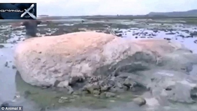 Bề mặt sinh vật lạ rắn như bề mặt tảng đá lớn. Ảnh: ANIMAL X