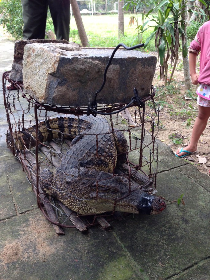 Con cá sấu dài hơn 1,2 m, nặng 11 kg được phát hiện phơi nắng gần khu dân cư Ảnh: Kiểm lâm cung cấp