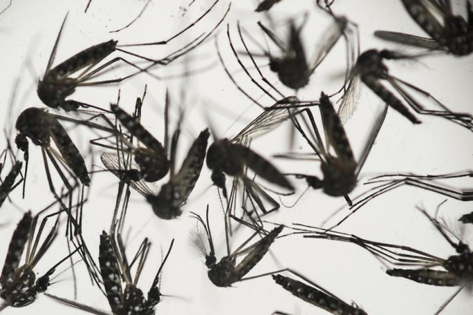 Muỗi là con đường lây truyền virus Zika sang người. Ảnh: AP