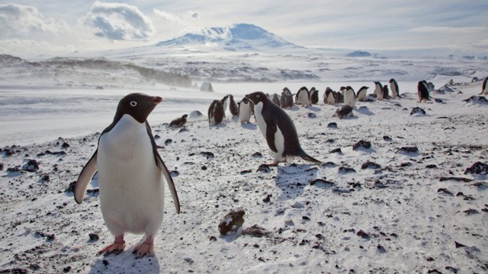 
Sự tồn tại của loài cánh cụt này đang bị đe dọa do tác động của những tảng băng trôi. Ảnh: New York Times
