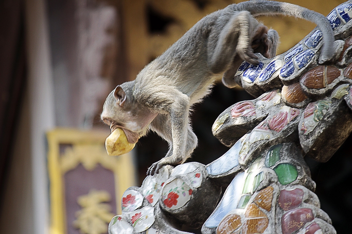 
Đàn khỉ có mặt khắp chùa, trên các tán cây, dọc các con đường để kiếm thức ăn.
