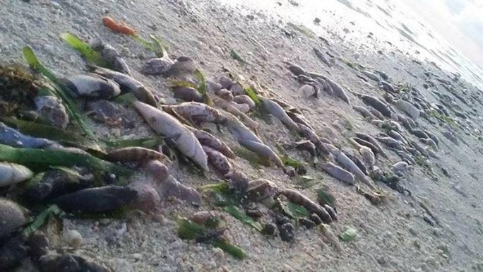 
Cá chết hàng loạt trên đảo Thị Tứ. Ảnh: KALAYAAN ATIN TO

