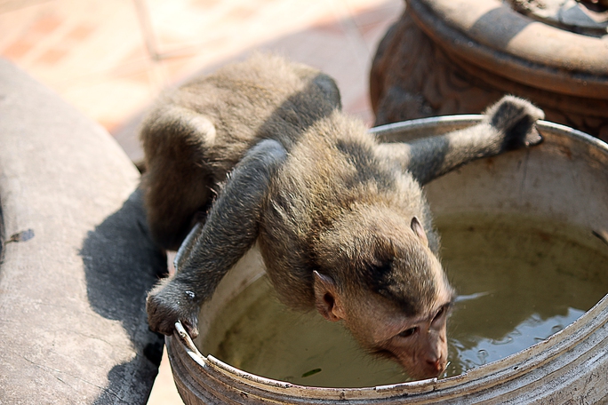 
Những người dân buôn bán trên chùa cũng xem đàn khỉ như những người bạn. Họ thường xách nhiều xô nước để khắp chùa cho khỉ uống và đàn khỉ cũng tuyệt nhiên không bao giờ phá phách hàng hóa.
