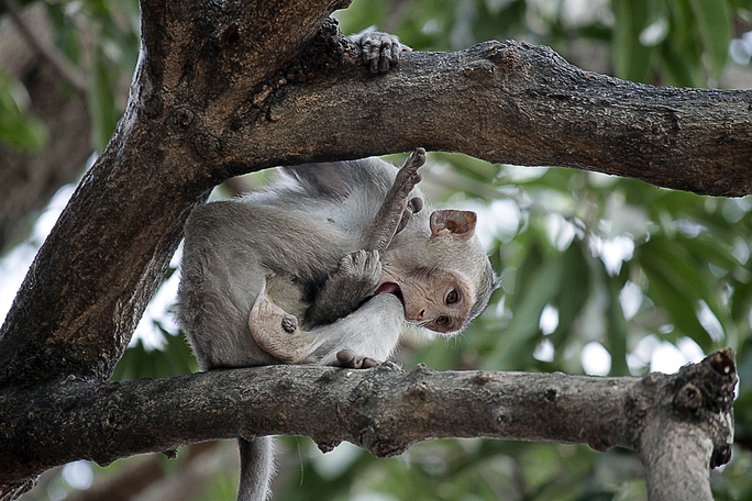 
Các chú khỉ con nhảy nhót, nghịch ngợm đu người trên những tán cây.
