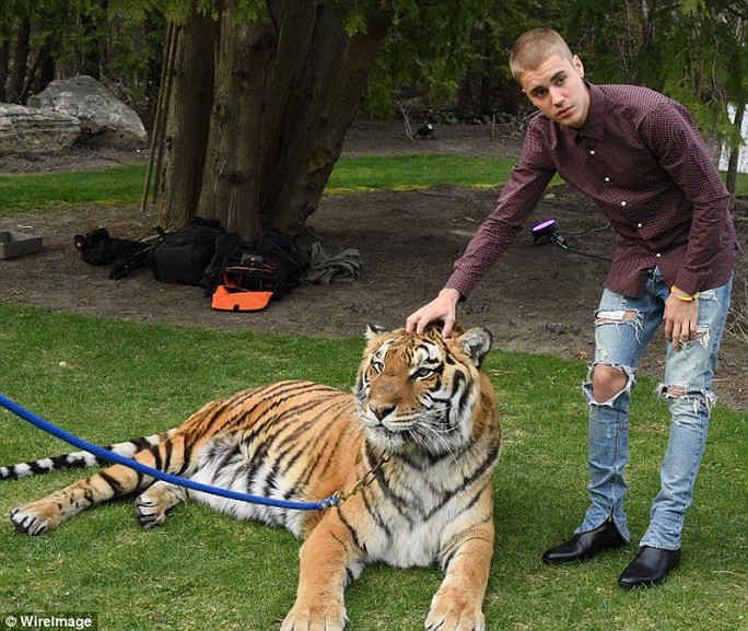 Justin và hổ