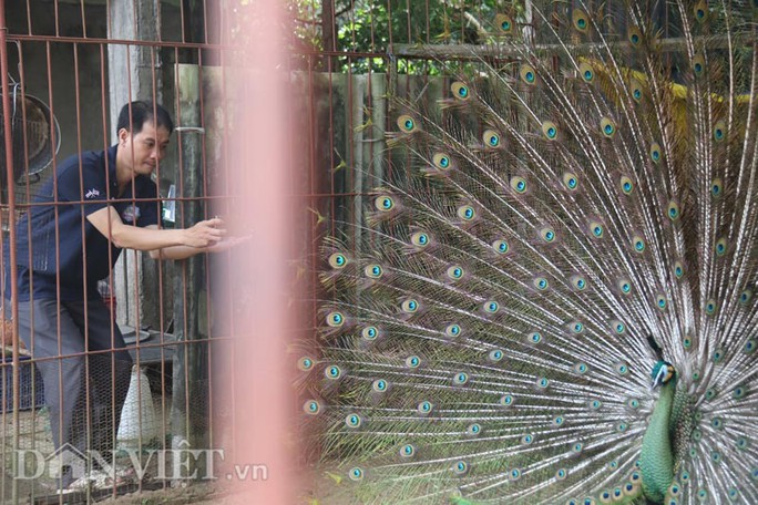 
Một khách tham quan chụp hình tại trại công của anh Tuấn
