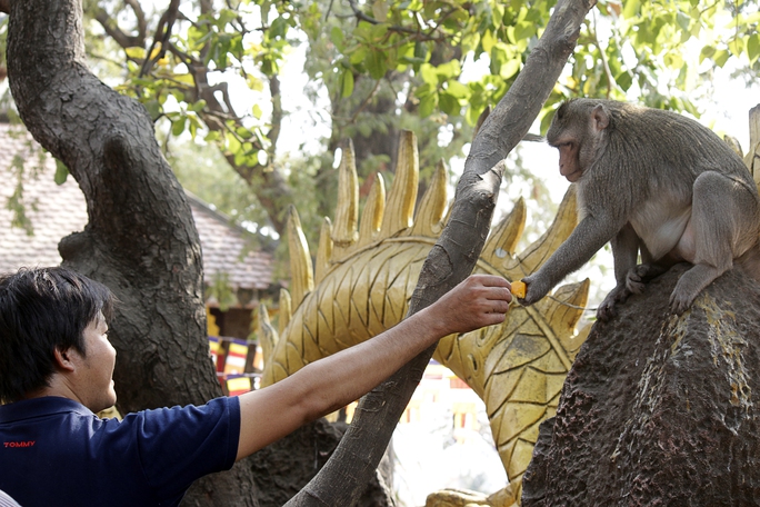 
Nhiều khách tham quan chùa thích thú cho những chú khỉ thân thiện và dạn dĩ thức ăn.
