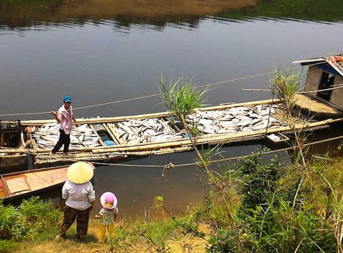 
Cá chết trắng lồng trên sông Bưởi đoạn qua xã Thành Vinh, huyện Thạch Thành
