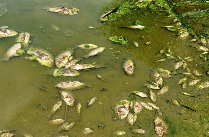 Cá chết nổi lềnh bềnh trên sông Hinh (Ảnh: CTV)