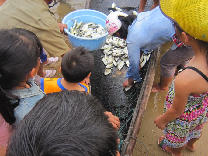 Thu gom cá nuôi bị chết tại thị trấn Thuận An