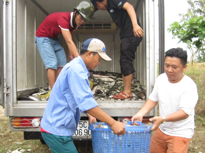 Đưa cá nuôi bị chết tại thị trấn Thuận An đi tiêu hủy chiều 3-5