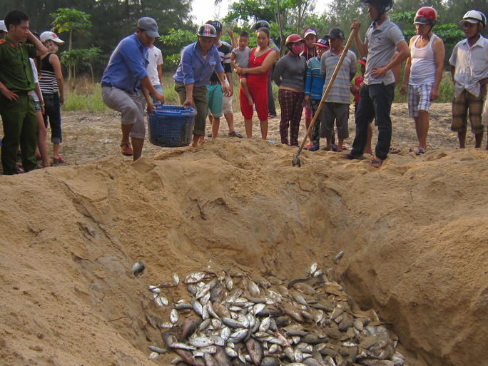 
Xử lý cá chết bằng cách đào hố chôn tại thị trấn Thuận An
