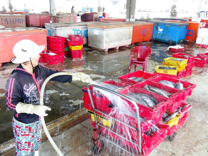 
Bình quân mỗi tàu trúng đậm 15-30 tấn cá ngừ sọc dưa/chuyến, thu về hàng trăm triệu đồng khi đã trừ chi phí.
