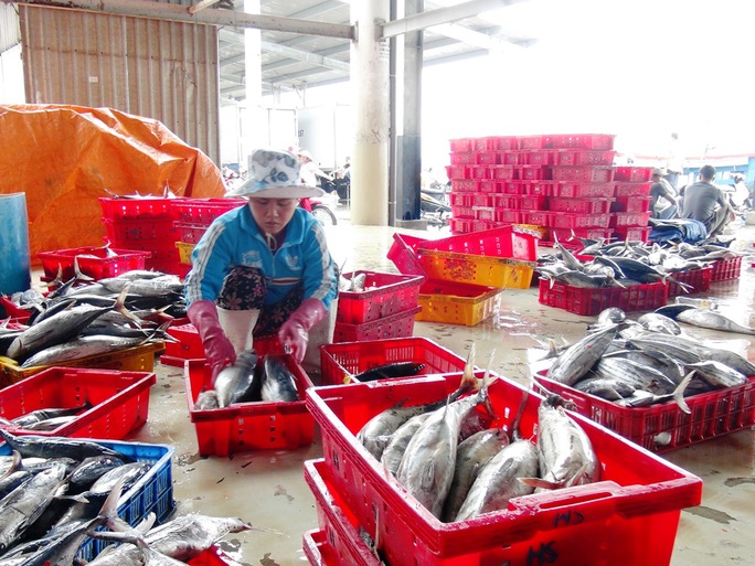 
Hiện, giá loại cá này bán tại cảng là 19.000 đồng/kg, một tàu 20 tấn đem về doanh thu gần 380 triệu đồng, trừ chi phí thu lãi 220 triệu đồng
