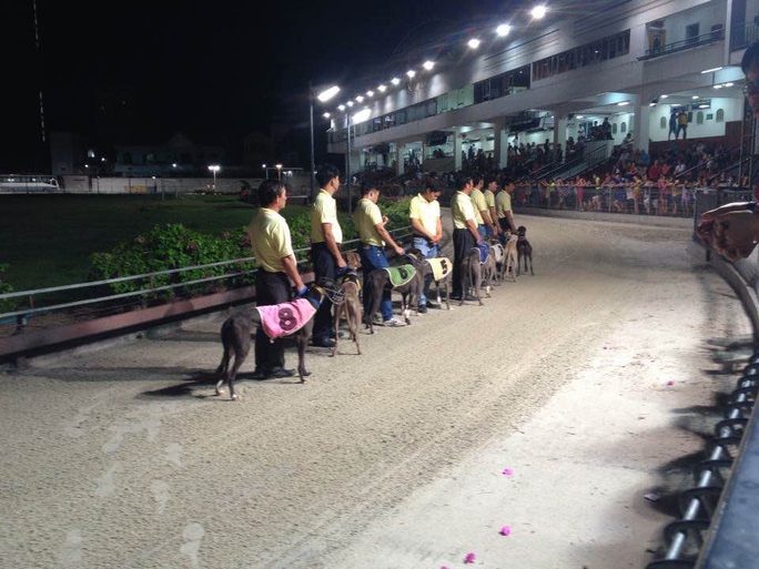Các chú chó được đưa vào vị trí chuẩn bị cho một cuộc đua tại TP Vũng TàuẢnh: Phạm Bá Tèo