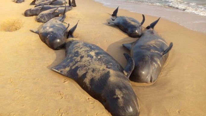 Các nhà khoa học cho rằng những con cá voi này trôi dạt vào bờ biển TP Tuticorin sau khi đã bơi hàng ngàn km từ Thái Bình Dương. Ảnh: BBC