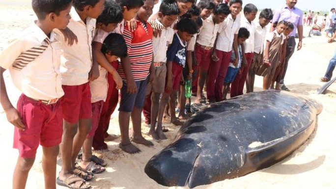 Người dân địa phương cố gắng giải cứu lũ cá voi. Ảnh: BBC