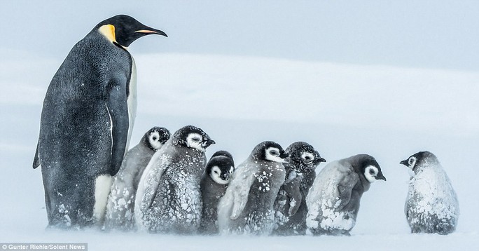Thông thường, chim cánh cụt bố hoặc mẹ sẽ chia nhau bắt cá còn 1 con ở lại bảo vệ đàn con
