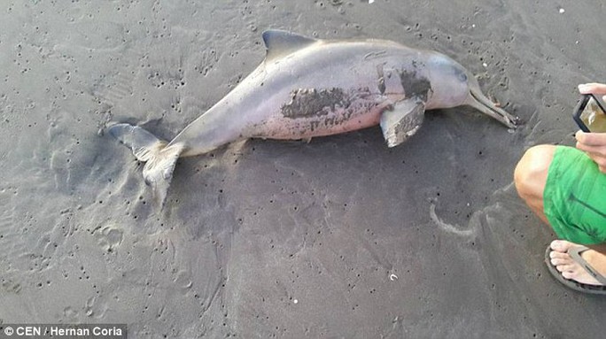 Thi thể chú cá heo nằm lăn lóc trên bãi cát. Ảnh: CEN/Hernan Coria.