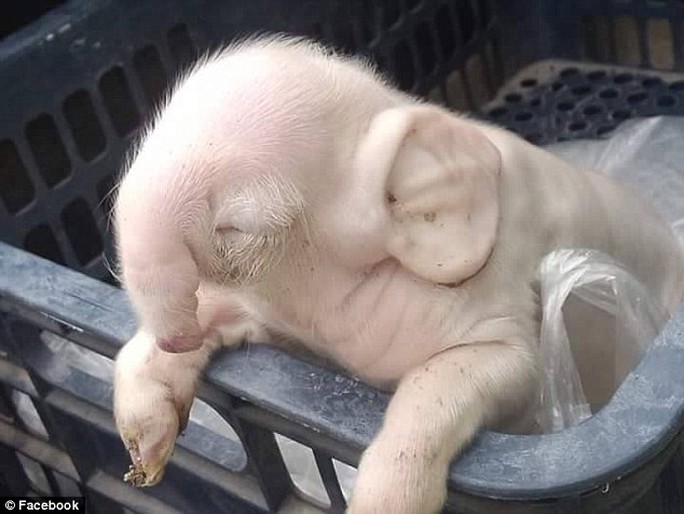 
Con vật kỳ lạ có màu hồng giống heo nhưng lại có tai và vòi của voi. Ảnh: Facebook
