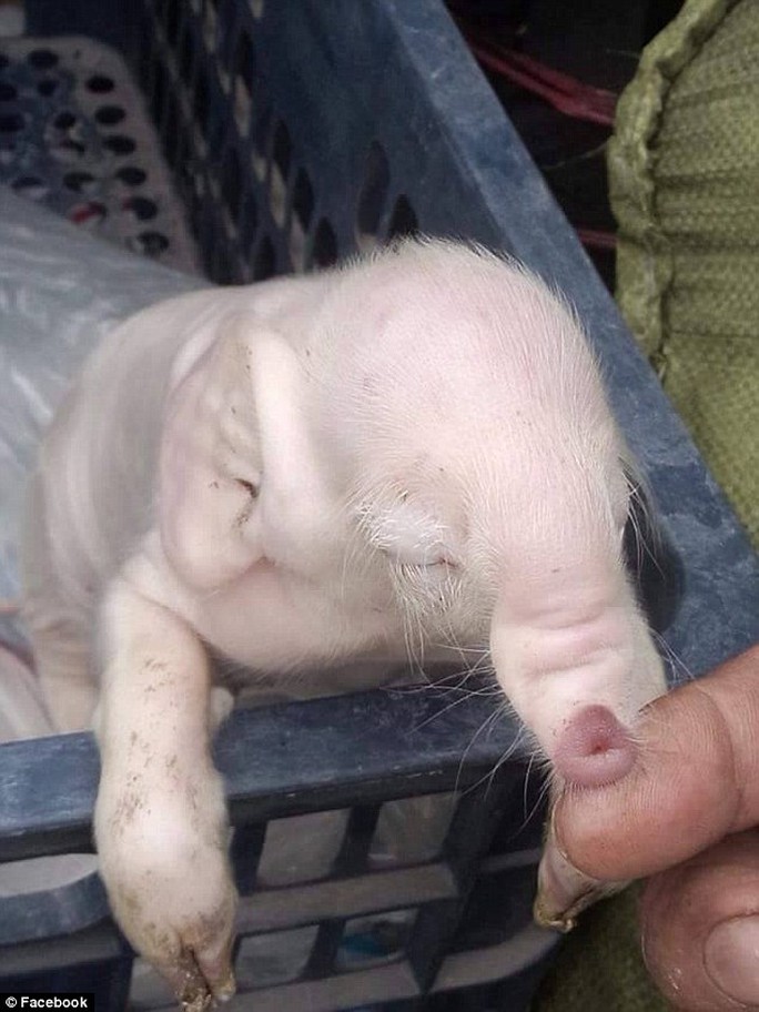 Kỳ lạ chú heo con trông giống voi