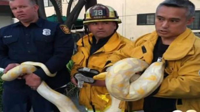 Các lính cứu hỏa của Trạm cứu hỏa Los Angeles bắt con trăn dài 4m. Ảnh: Facebook