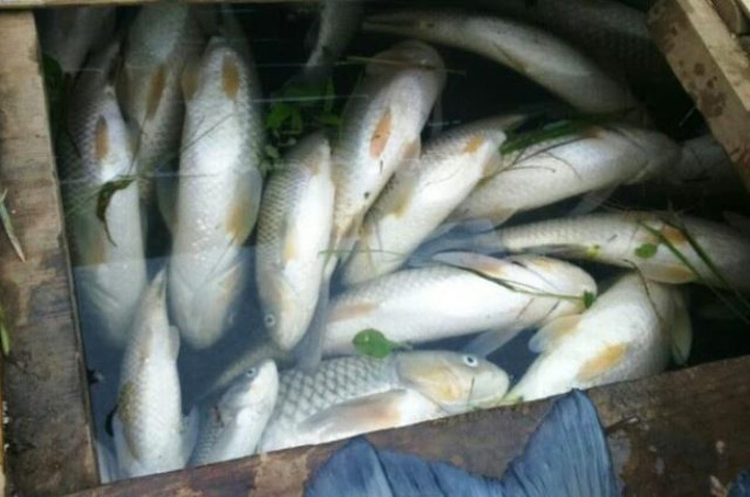 
Cá lồng lại chết trắng ở xã Thạch Định, huyện Thạch Thành, tỉnh Thanh Hóa
