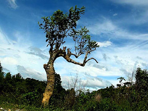 Cánh đồng Mường Lò ở đâu - Khám phá vẻ đẹp của miền Tây Bắc Việt Nam Cánh đồng Mường Lò ở đâu - Khám phá vẻ đẹp của miền Tây Bắc Việt Nam
