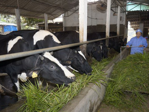 Vinamilk khởi công Tổ hợp các trang trại bò sữa công nghệ cao Thanh Hóa   MVietQ