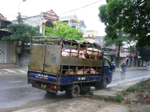 Đài Á Châu Tự Do  Một xe máy chở heo lợn trên đường phố Hà Nội hôm  1082022 Ảnh Nhac NGUYEN  AFP RFAVietnamese anhduongpho  Facebook