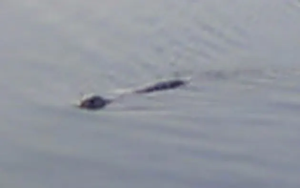 Bức ảnh mới nhất chụp “quái vật Loch Ness” đang gây xôn xao - Ảnh 8.