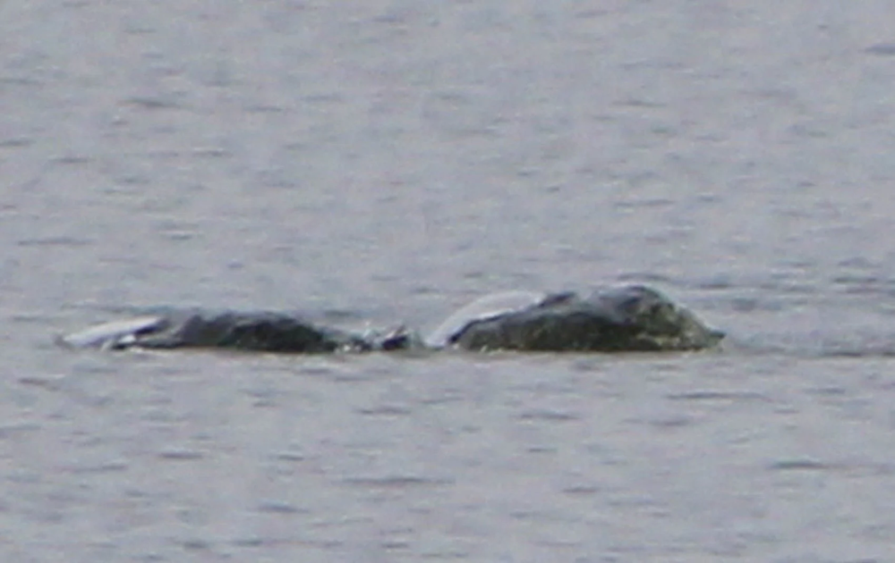 Bức ảnh mới nhất chụp “quái vật Loch Ness” đang gây xôn xao - Ảnh 1.