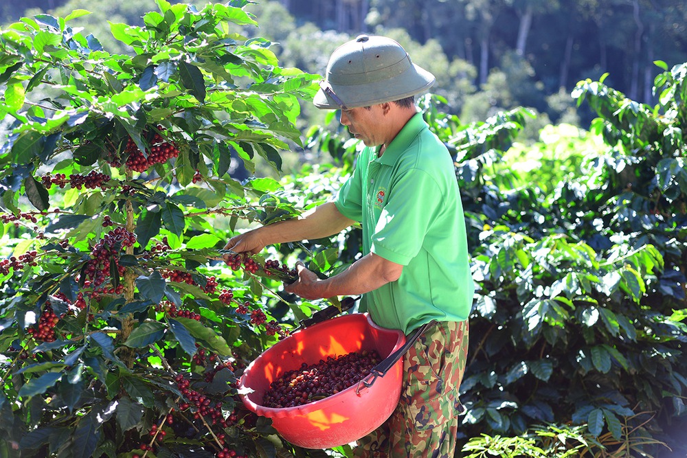 Giữ vị thế cho cà phê Việt: Xuất khẩu lập kỷ lục nhưng chưa bền- Ảnh 10. Giữ vị thế cho cà phê Việt: Xuất khẩu lập kỷ lục nhưng chưa bền- Ảnh 10.
