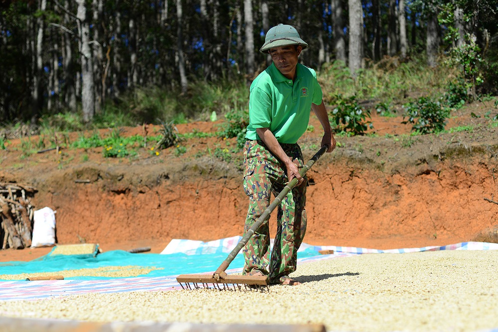 Giữ vị thế cho cà phê Việt: Xuất khẩu lập kỷ lục nhưng chưa bền- Ảnh 11. Giữ vị thế cho cà phê Việt: Xuất khẩu lập kỷ lục nhưng chưa bền- Ảnh 11.