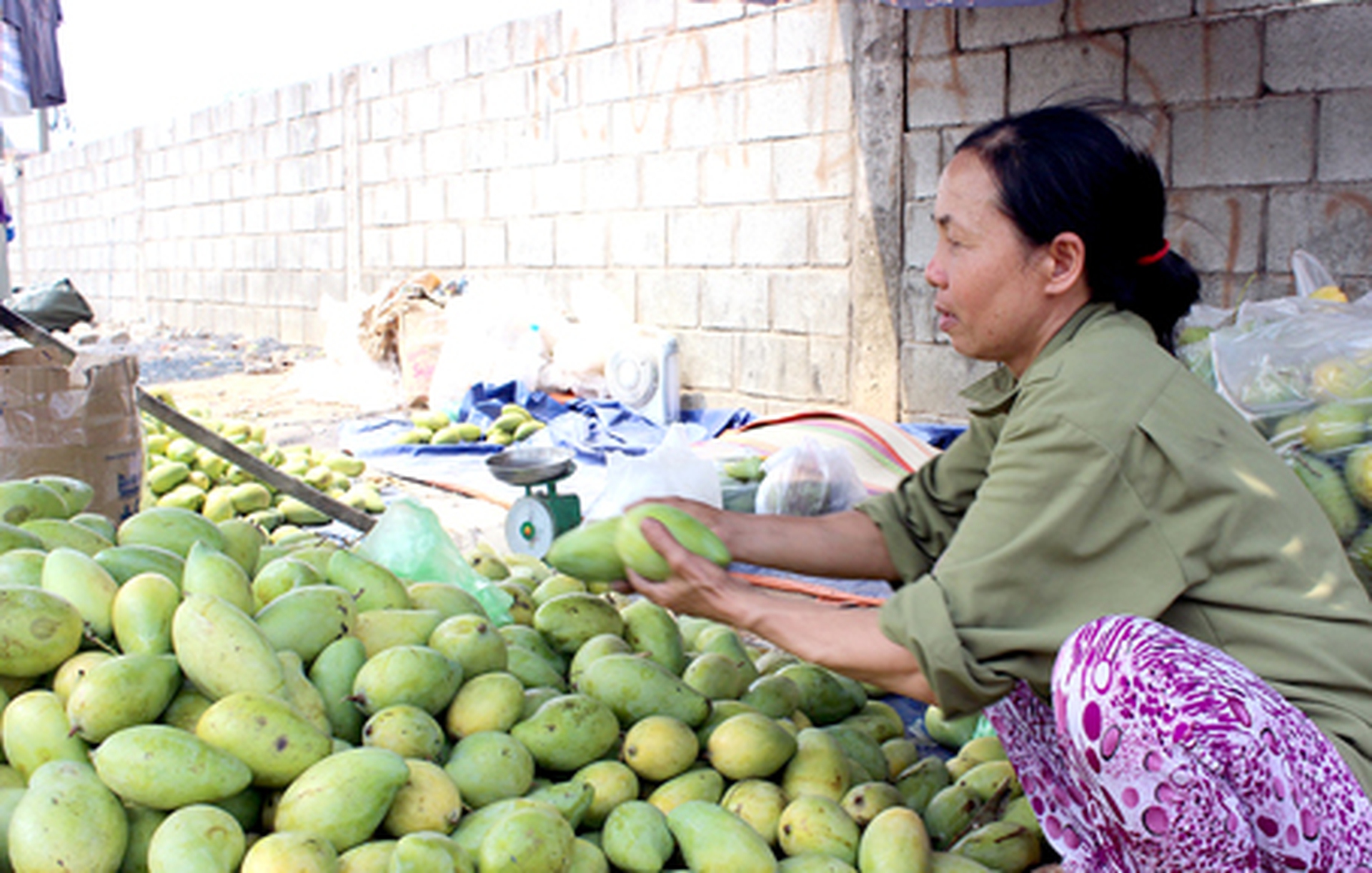 Xo&agrave;i tại vườn kh&oacute; b&aacute;n, gia đ&igrave;nh &ocirc;ng Ph&ugrave;ng Văn Truyền, ấp M&iacute;t N&agrave;i, x&atilde; La Ng&agrave; (huyện Định Qu&aacute;n) thu&ecirc; xe chở l&ecirc;n gần Khu c&ocirc;ng nghiệp Bi&ecirc;n H&ograve;a 2 để b&aacute;n.