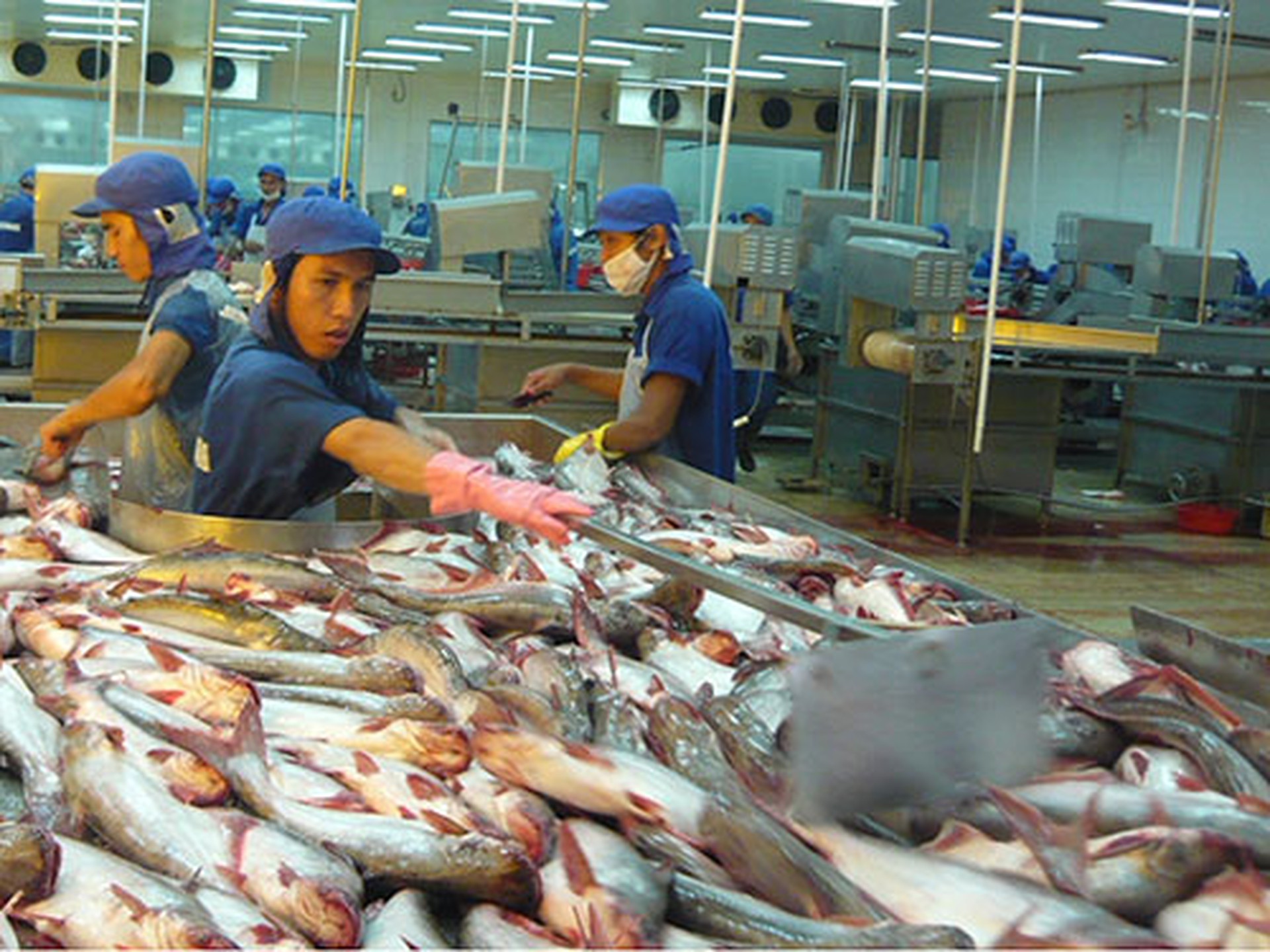 Quy định mới của Mỹ sẽ khiến ng&agrave;nh c&aacute; tra Việt Nam kh&oacute; khăn. Trong ảnh: C&aacute; tra chuẩn bị được chế biến xuất khẩu ở ĐBSCL Ảnh: CA LINH