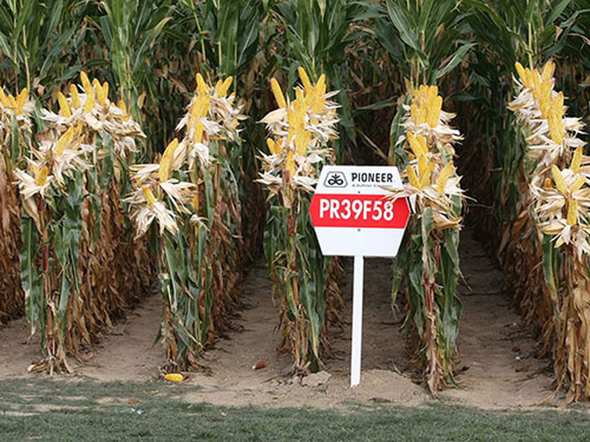 Bắp giống của C&ocirc;ng ty Monsanto Co. Ảnh: Getty