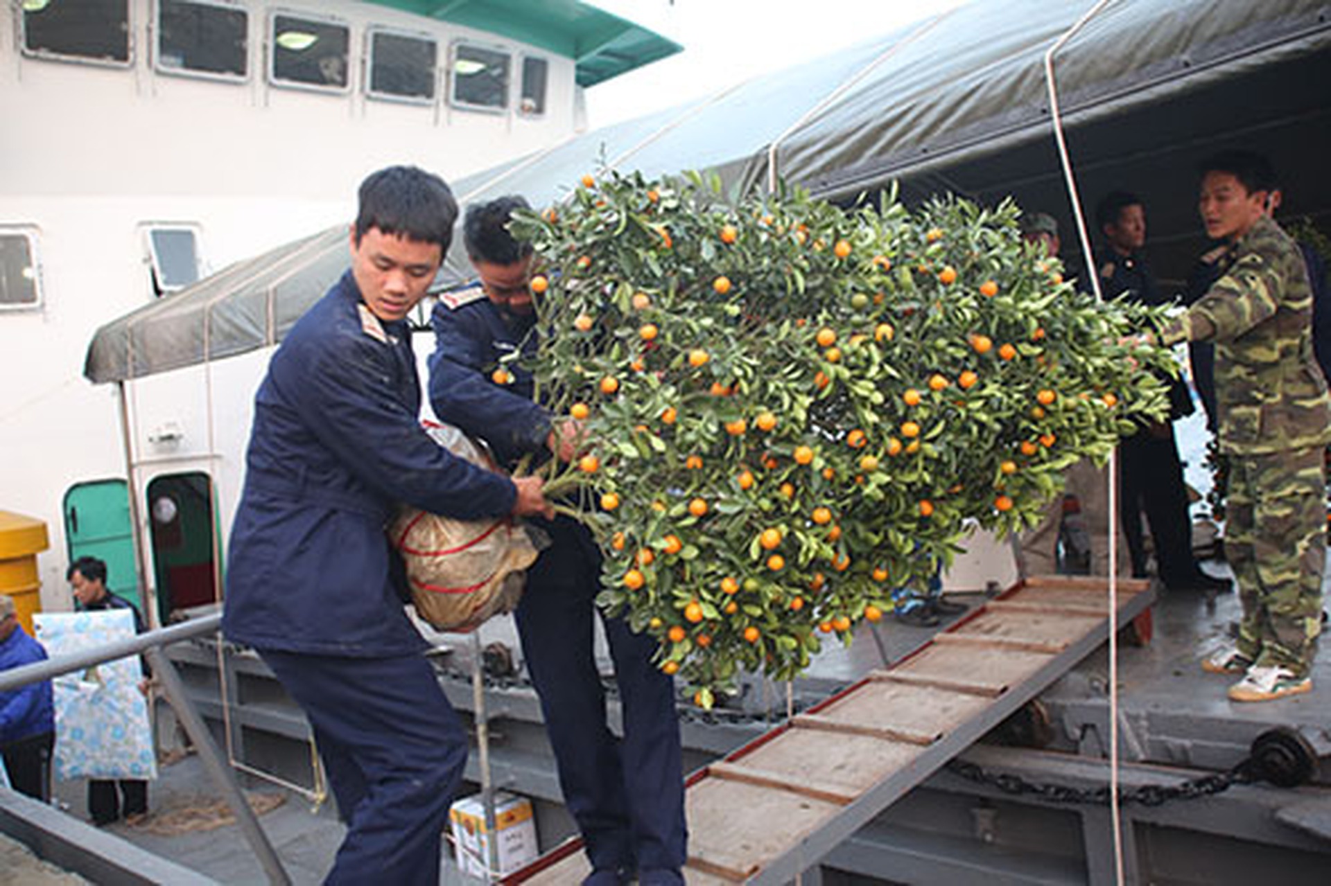 C&acirc;y quất được chuyển từ đất liền ra đảo Bạch Long Vĩ được c&aacute;c chiến sĩ hải qu&acirc;n tr&ecirc;n đảo cẩn thận chuyển từ t&agrave;u xuống