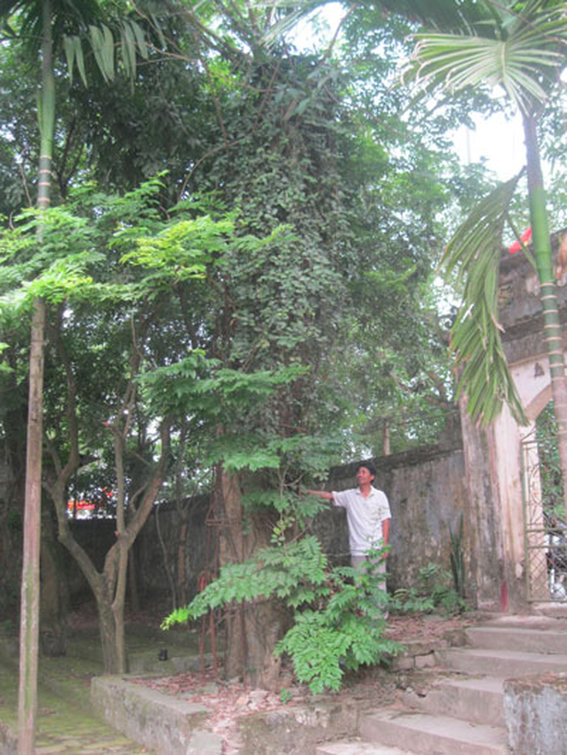 Một trong hai c&acirc;y sưa trong đ&ecirc;̀n Đức Thánh Nhì